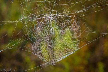 Spider web close up