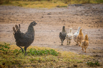 Mother han with chicken