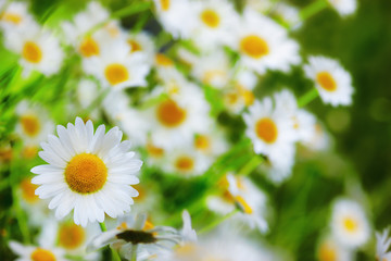 Fototapeta premium Chamomile among flowers