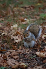 grey Squirrel