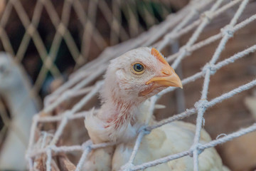 Chicken prepared for sale at the New Market in Kolkata, India