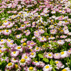 Obraz premium beautiful flowers in the garden