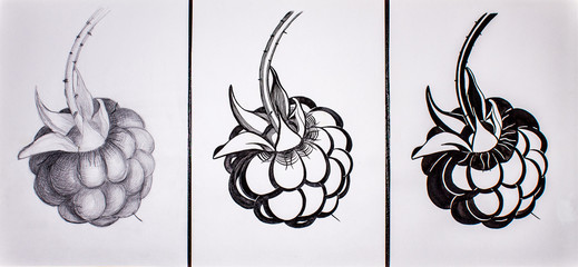 raspberry is drawn in pencil and ink in three variants