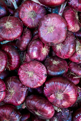 purple onion. Red onions