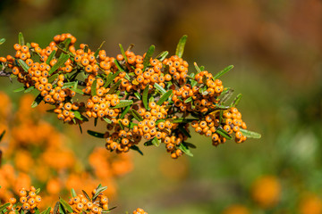 Pyracantha coccinea. berries on a branch