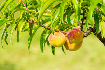 Fresh peach tree. Fresh organic ripe peach tree