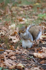 grey Squirrel