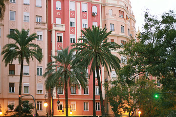 palm trees on the background of the facades of pink houses