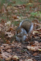 grey Squirrel