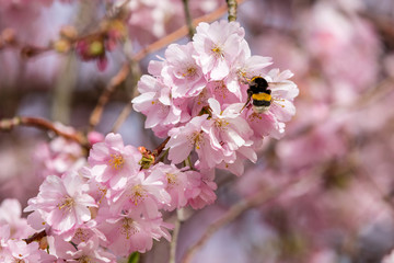 Frühlingsblüten mit Hummelbesuch