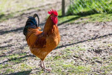 Der stolze Gockel vom Gefügelhof