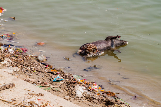 Decaying dead pig in river Ganges in Varanasi, India