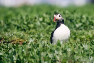 Atlantic Puffin in the Farne Islands