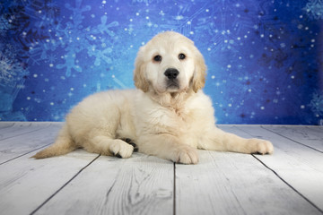 Golden Retriever with snowflake background