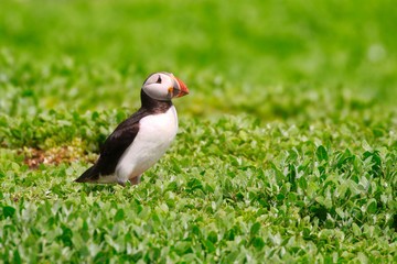 Atlantic Puffin in the Farne Islands