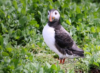 Atlantic Puffin in the Farne Islands