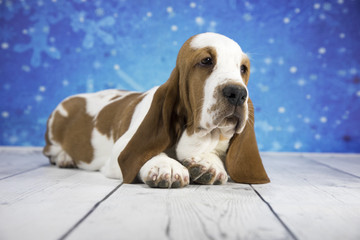 Basset Hound with snowflake background