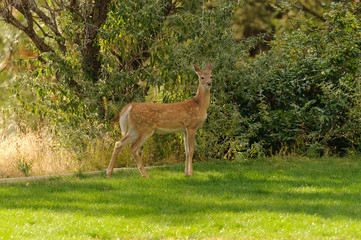 Young (a fawn) whitetail deer (odocoilus virginianus)