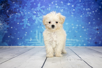 Malti-Poo with snowflake background