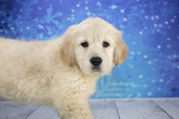 Golden Retriever with snowflake background