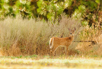 Young (a fawn) whitetail deer (odocoilus virginianus)