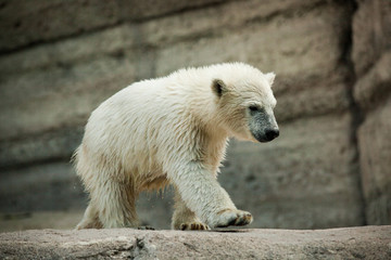 The polar bear is a carnivorous bear whose native range lies largely within the Arctic Circle