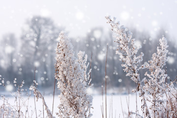 dry grass covered with snow, trees in the background and falling snow - 185621381
