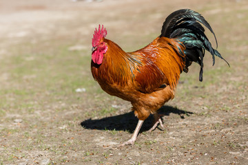 Der stolze Gockel vom Gefügelhof