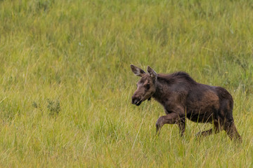 Moose Foal Runs Through Field