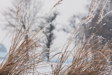 dry grass covered with snow, trees in the background 
