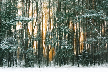 the shore of a coniferous forest covered with fresh snow and with the light of the setting sun piercing through the trees