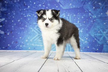 Huskimo with blue snowflake background