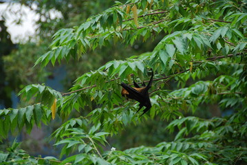 Chauve-souris en Inde dans son arbre