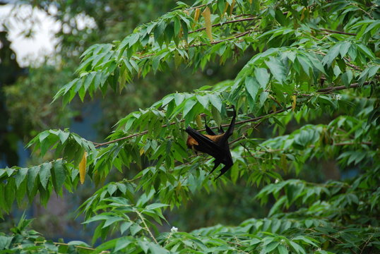 Chauve-souris en Inde dans son arbre