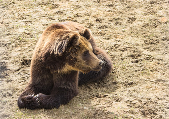 brown bear in the sand at the zoo