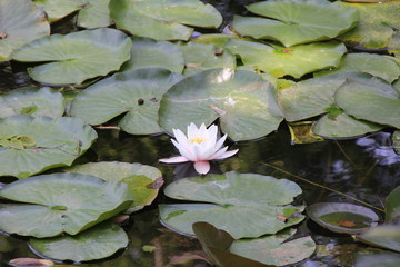 大沼国定公園の水面に咲く睡蓮の花(北海道)