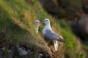 northern fulmar, fulmarus glacialis, Faroe island