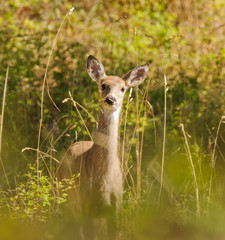 White-tail doe (odocoilus virginianus) peeking through the foliage to see what is watching her