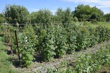 Fototapeta na wymiar beds raspberries. The stems of raspberries on a trellis Squirting. Growing raspberries in the garden.