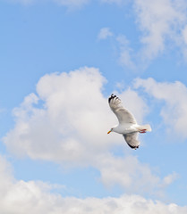 Seagull in flight