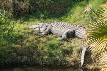 Crocodile sleeping on grassy shoreline