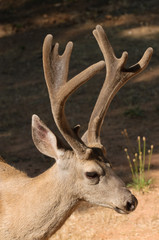 closeup of a Californian Black-tailed buck