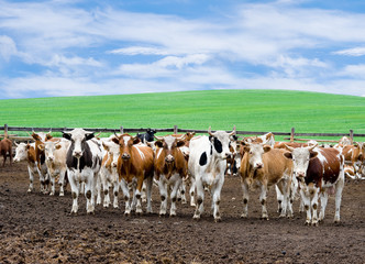 herd of beef cattle at farm