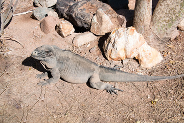 Black iguana lizard sunning in desert
