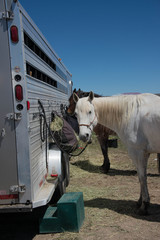 Horse eating hay from bag on horse trailer