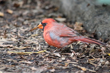 Roter Kardinal