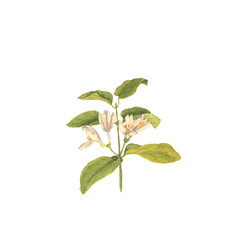 Branch of wild honeysuckle, hand painted Isolated watercolor illustration