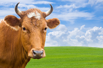 head of cow over summer meadow
