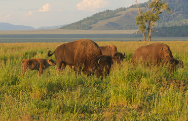 Closeup of a North American Buffalo