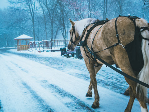 horses with carriage in walk in the winter snowy forest